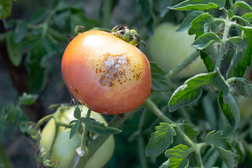 Sick, spoiled tomatoes with spots grow on the bush. Vegetables affected by late blight.