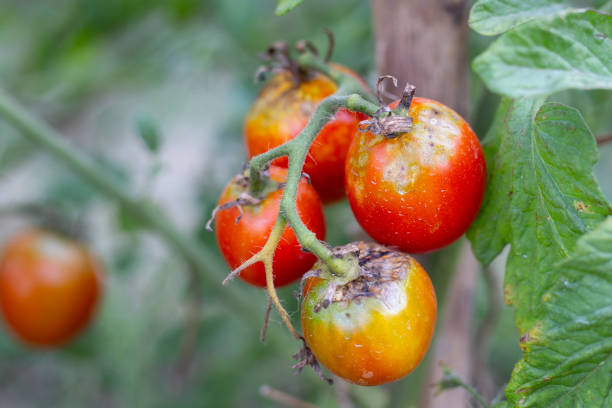 istock Sick, spoiled tomatoes with spots grow on the bush. Vegetables affected by late blight 2069638187