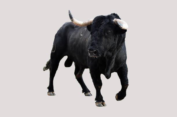 istock Silhouette of black bull 2069688581