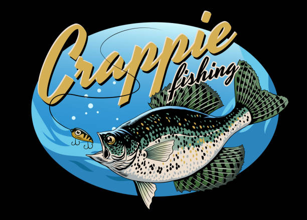 Vector of Vintage T-Shirt Design of Crappie Fishing
