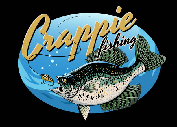 Vintage T-Shirt Design of Crappie Fishing Vector of Vintage T-Shirt Design of Crappie Fishing crappie stock illustrations