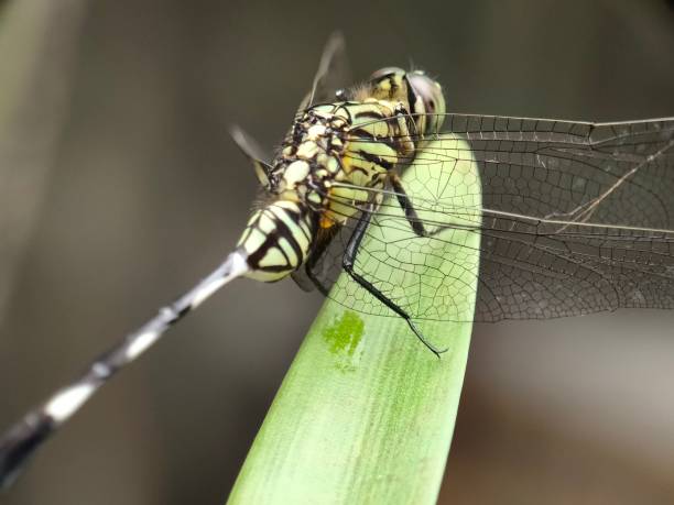 istock dragonfly animal in the garden 2069780747