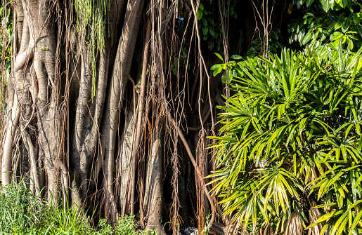 Beautiful Ficus Elastica tree in Brazil. Colorful leaves of tree on the warm sunny day. It is a large tree in the banyan group of figs. The strong and irregular trunk. It has broad shiny oval leaves