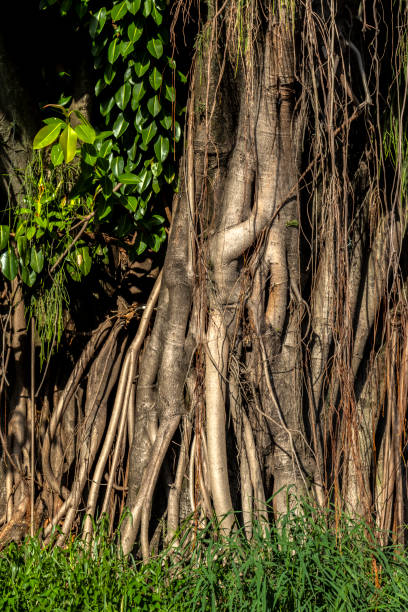 istock Beautiful Ficus Elastica tree in Brazil. 2069803909