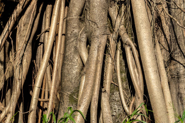 Beautiful Ficus Elastica tree in Brazil. Colorful leaves of tree on the warm sunny day. It is a large tree in the banyan group of figs. The strong and irregular trunk. It has broad shiny oval leaves