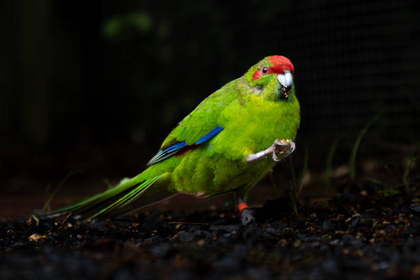 Two vibrant Rose-ringed Parakeets (Psittacula krameri) sit side by side on a chain-link fence in a small bird reserve behind the bus station in Arrecife, Lanzarote. Their striking green plumage contrasts beautifully against the metallic structure, while their red beaks and expressive eyes add a touch of character to the scene. The blurred background of trees and foliage enhances the natural setting, emphasizing the birds’ presence in this protected habitat. Their posture suggests quiet observation, embodying the harmony between urban environments and wildlife.