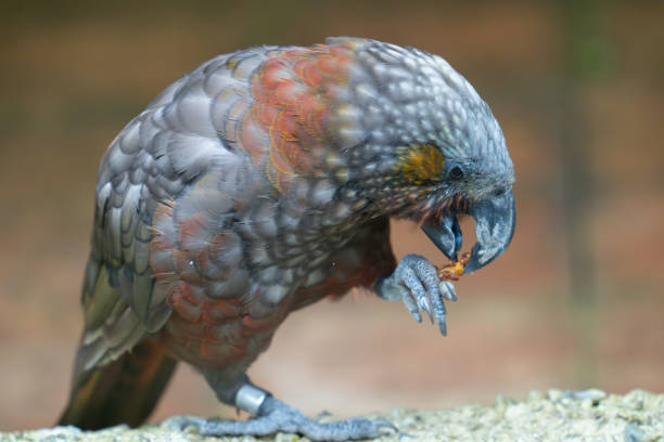 istock Kaka parrot eating with food in claw 2069817081