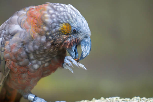 istock Kaka parrot eating with food in claw 2069818118