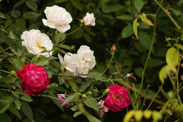 istock Close-up of blooming white roses 2069819716