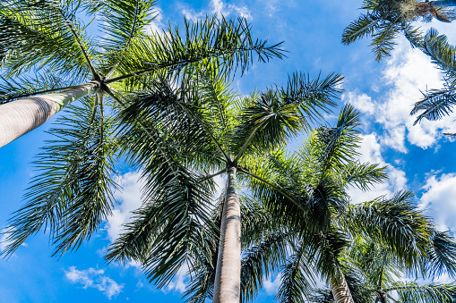 Many coconut trees under the blue sky are photographed from a low angle