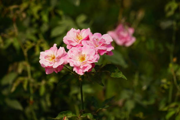istock Close-up of blooming red roses 2069824457