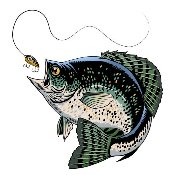 Crappie Fish Catching The Fishing Lure Vector of Crappie Fish Catching The Fishing Lure crappie stock illustrations