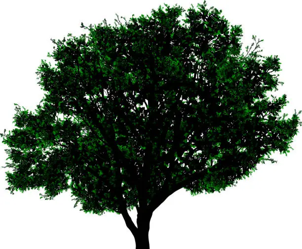 Vector illustration of Highly Detailed Tree Silhouette