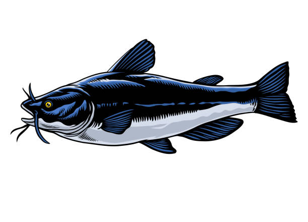 Hand Drawn of Catfish Illustration Vector of Hand Drawn of Catfish Illustration catfish stock illustrations
