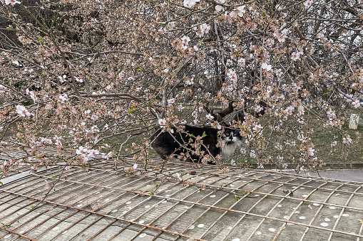Black and white cat in blooming almond garden in spring time.Nature and animal concept.