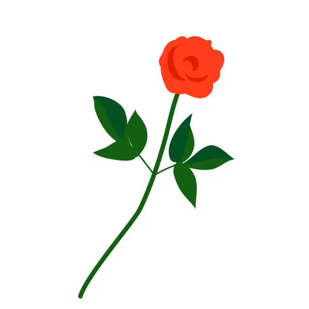 Vector illustration of Vector red artistic rose on white background