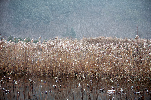 reed field with snow