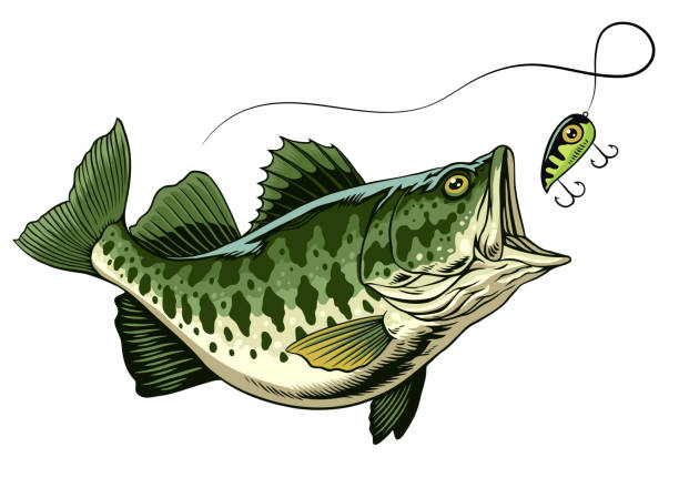 Largemouth Bass Fish Catching the Fishing Lure Vector of Largemouth Bass Fish Catching the Fishing Lure cartoon fishing hook stock illustrations