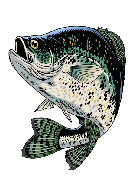 Vector illustration of Crappie Fish Vintage Hand Drawn Illustration