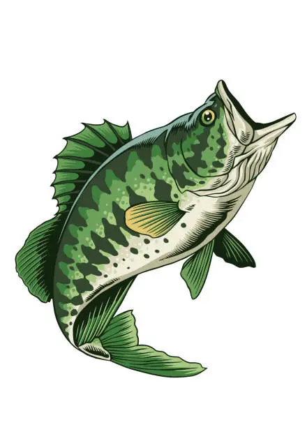 Vector illustration of Illustration of Largemouth Bass Fish