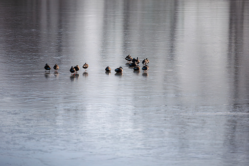 ducks walking on ice