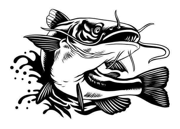 ilustrações, clipart, desenhos animados e ícones de ilustração de bagre em preto e branco estilo isolado - catfish fish fishing fishing hook