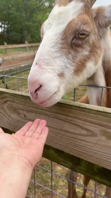 Hand Feeding a Goat