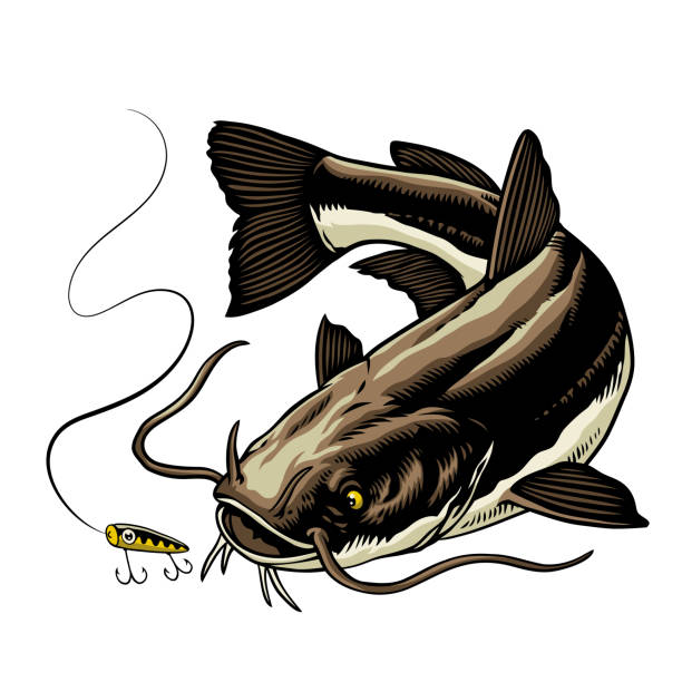 ilustrações, clipart, desenhos animados e ícones de desenho à mão da ilustração de captura de bagre isolado - catfish fish fishing fishing hook