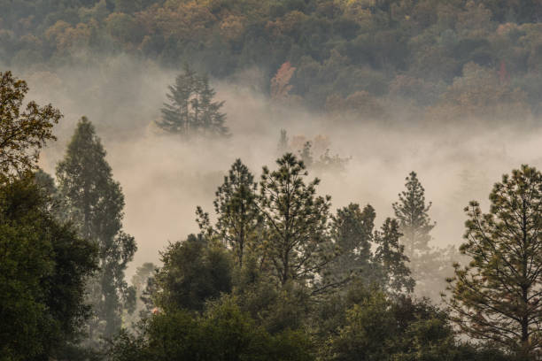 istock Early Morning Fog Amongst the Trees 2069901998