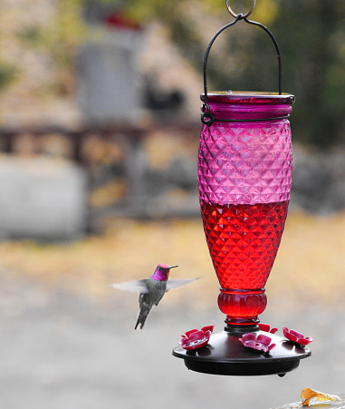 A hummingbird is ever wary of danger as it hovers over the feeder.