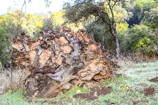 The root structure sits above the ground after the tree has fallen creating a unique pattern.