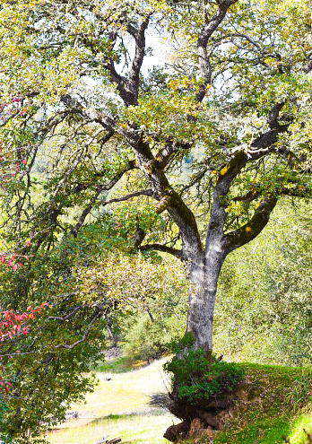 A mighty old oak tree