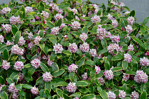 Daphne odona, also called Japan daphne and daphne indica, scentednative to Japan and China, is a compact evergreen shrub with dark green leaves and terminal umbels of very fragrant, reddish-purple, yellow or white flowers from late winter to early spring, often followed by colorful berries.