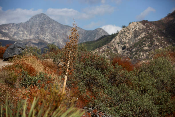 Vivid spring time view of wildflowers and dramatic San Gabriel Mountains at Mount Wilson, California.