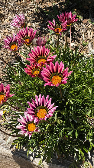 Gazania, often called the Treasure Flower adds beauty to any floral garden.
