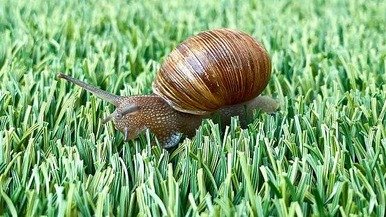 A snail makes its way across the Astroturf.
