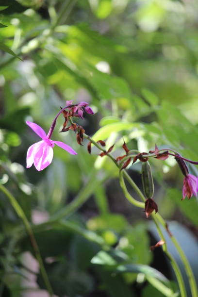 istock Spathoglottis plicata or purple soil Orchid flower with blurry background 2069927368