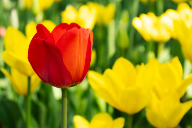 Tulips under the sunshine