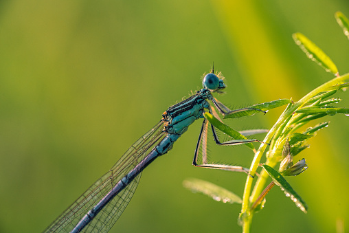 A cream and brown speckled insect with upright wings and a distinct tail against a blue background.