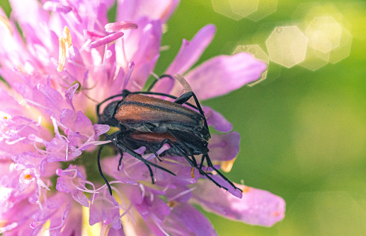 Just a photo of an insect in summer time