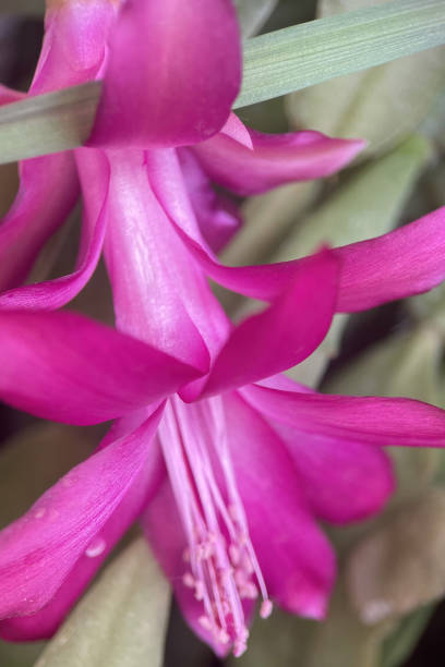 Hot pink Impatiens also known as busy lizzie or touch-me-nots. This bright pink flower is common in hanging baskets.