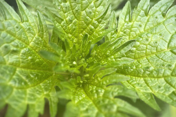 Urtica is a genus of flowering plants in the family Urticaceae. Many species have stinging hairs and may be called nettles or stinging nettles . The generic name Urtica derives from the Latin for 'sting'.