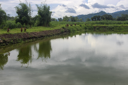 landscape pond in the middle of an area or sugar cane field which functions to hold water for the irrigation needs of the plants with a mountain background