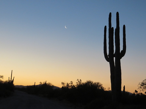 Saguaro and Moon at Sunset in Arizona Desert. High quality photo