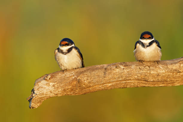 istock Two white-throated swallows (Hirundo albigularis) perched on a branch, South Africa 2069951582