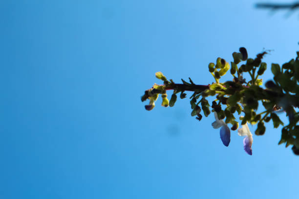 Green trees and blue sky for the background