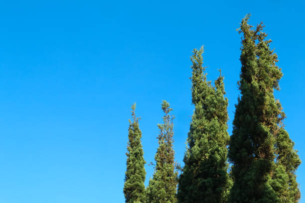 Green trees and blue sky for the background