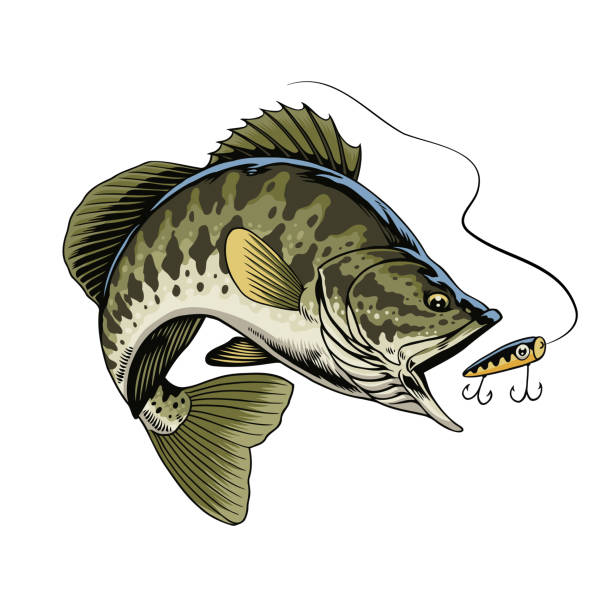 Vector of Big Bass Fish Catching the Fishing Lure