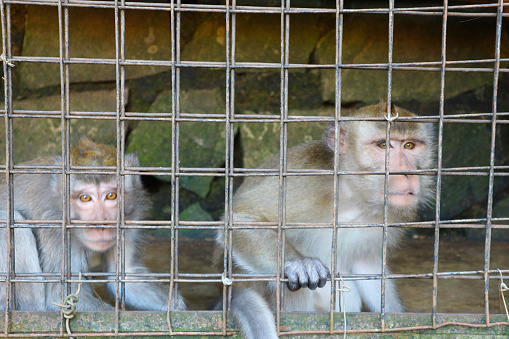 Mother and son monkey looking at something with sad eyes. sad monkey in zoo cage