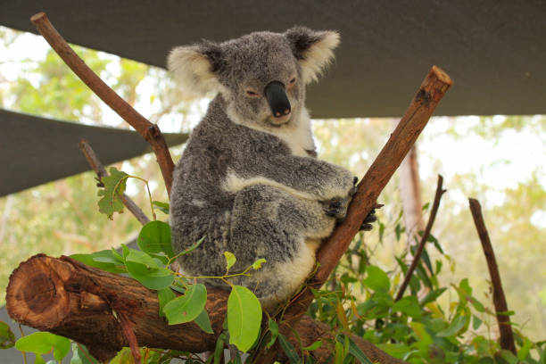 istock Koala close-up sitting in a tree looking sideways down to the camera.   Eucalyptus leaves to the left.  Legs folded up.  Gold Coast Queensland Australia 2069972868